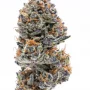 Сорт семян каннабиса Northern Lights Feminised Gold